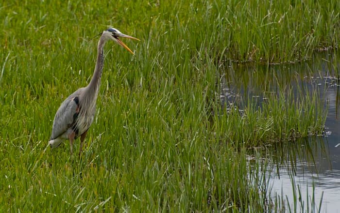 Could Jersey Devil Sightings be explained by unexpected encounters with very large birds like the Great Blue Heron?