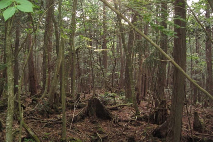 The "suicide forest" where many Japanese people go to end their lives, in woods that are said to be haunted with nightmares. Inspired the 2016 horror film "The Forest" with Natalie Dormer.