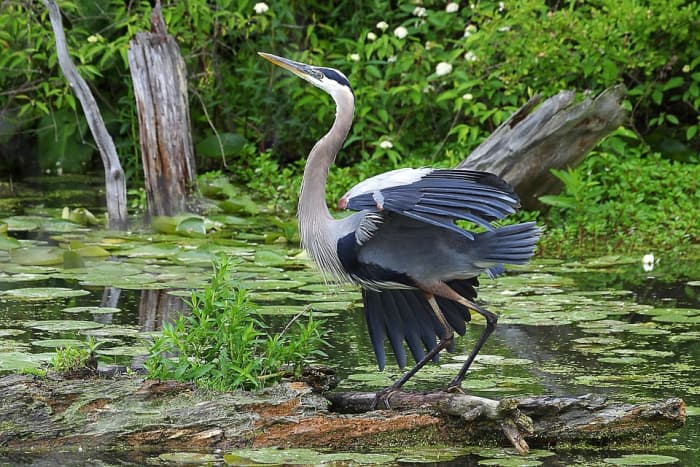 Cuyahoga Valley National Park is home to a diverse array of wildlife, including this Great Blue Heron. Could Grassman be amongst the native species that call this park home?