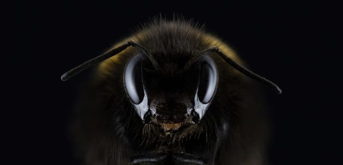 An allergic reaction to being stung by a wasp would set off a chain of events that would haunt a small community for years to come.
