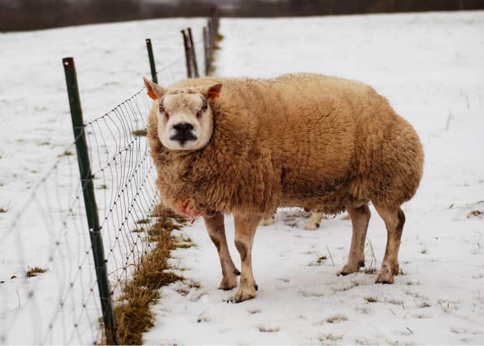 It looks like a work of fiction, but it's not. It's the Beltex sheep, the sheep with the face of a pig!