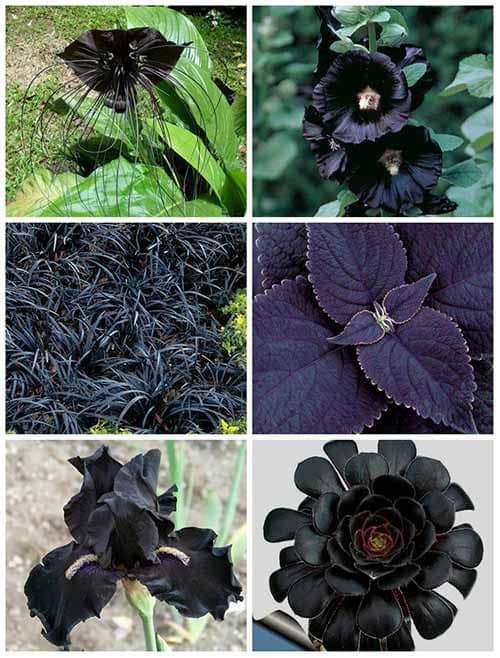 How to Create a Witch's Garden - Exemplore