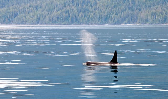 Some animals do well in captivity, and others don't. This is the most important thing to remember after seeing Blackfish.