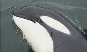 This orca was (ironically, despite never having been in captivity) ultimately a victim of people overly romanticizing and spiritualizing its existence.