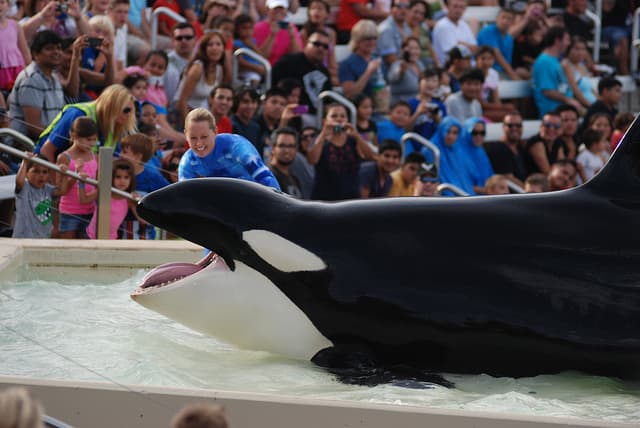 Blackfish reinforces no novel arguments in the noisy captive cetacean debate, but rather just re-illustrates them in 2013 HD.