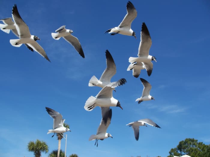 Gulls fly overhead looking for a handout. They will help themselves if you don't watch out!