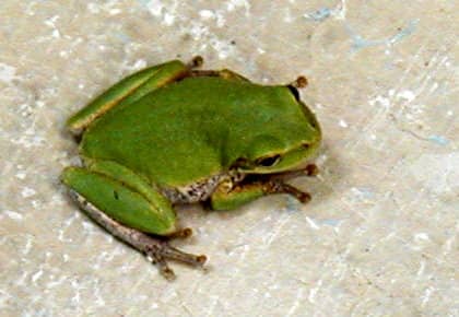 Cute little frogs sometimes show up in the restrooms. Little suction cups on their toes allow them to hang onto the walls and ceilings.