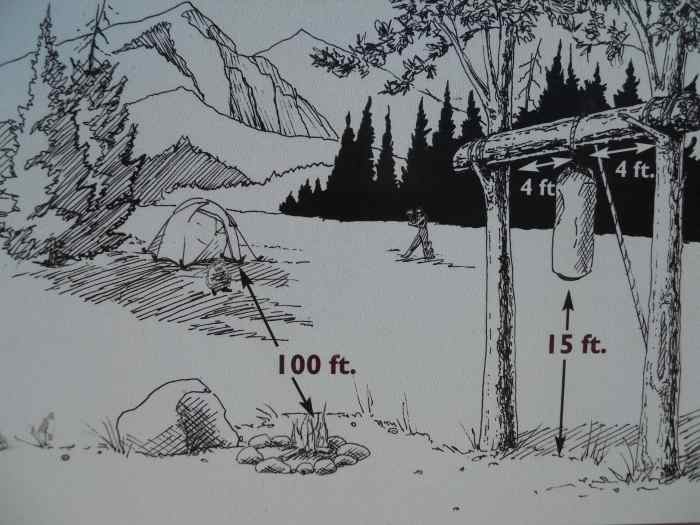 Tips for Camping in Bear Country With Kids SkyAboveUs