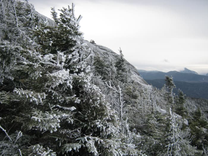 As you near the summit, these conifers become an impenetrable mass of branches. I fund myself crawling underneath them until I could get to rock again.