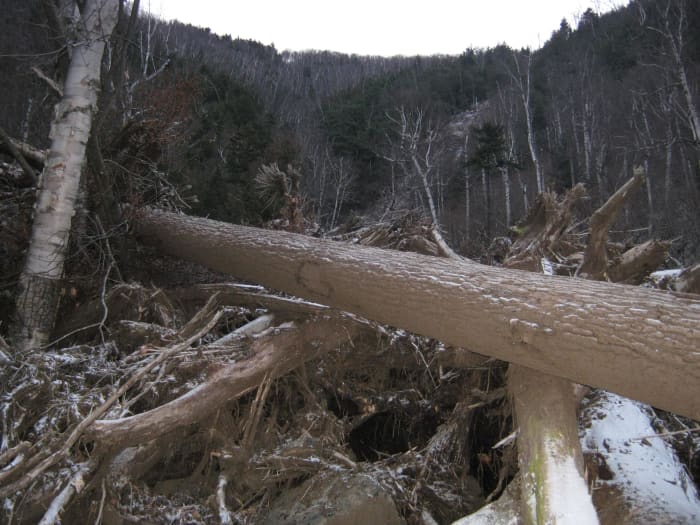 The herd path negotiates the twisted remains of uprooted trees, freshly supplanted from the recent storm.