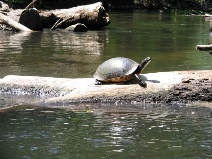 Kayaking the Hillsborough River of Central Florida - HubPages