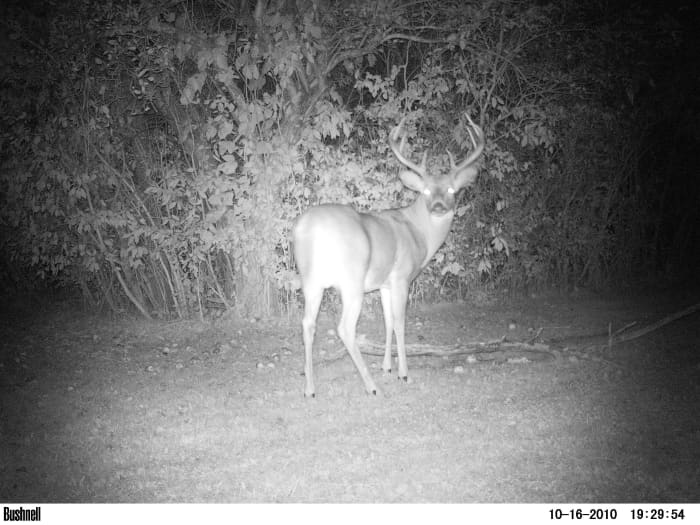 Big guys like this come out at night. This picture taken by my motion activated infrared Bushnell game camera.