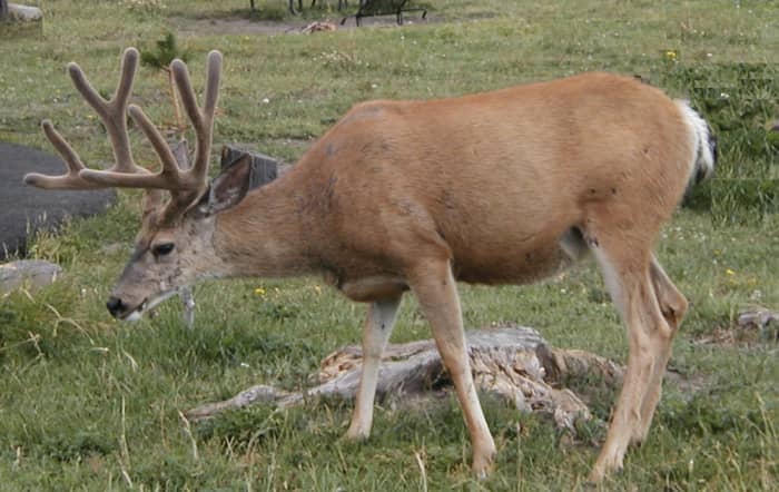 Photograph wildlife from a distance. Even an innocent-looking deer can be dangerous in certain instances.