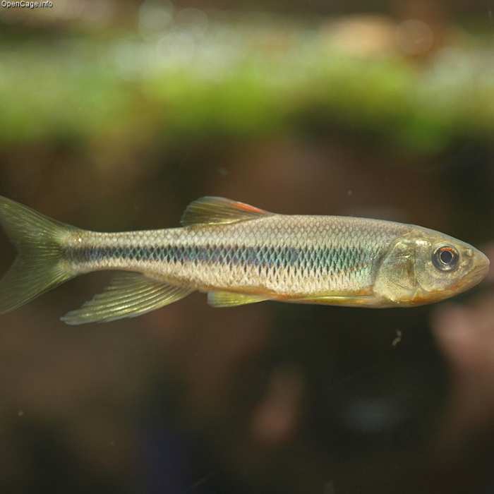 The Best Trout Baits SkyAboveUs