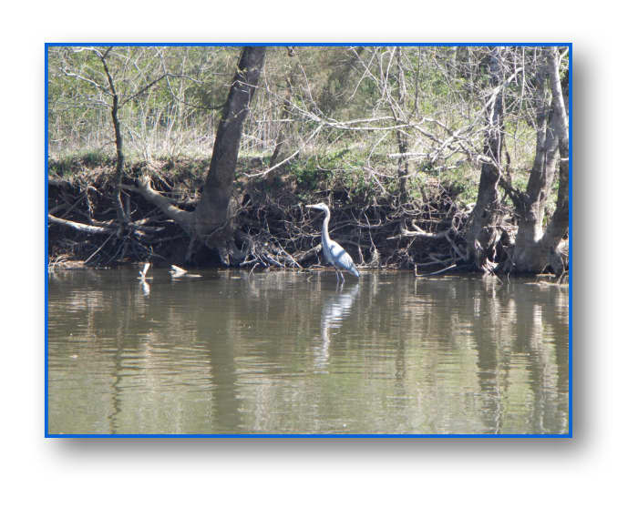 This Great Blue Heron was the first fisherman that showed up and kindly consented to having his picture taken.