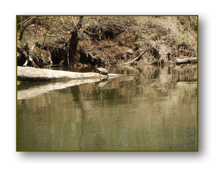 There are many turtles that live in the Duck River but getting a good photo can be tricky as they are very shy.