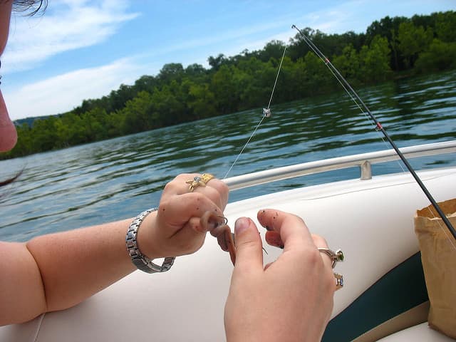 Top 5 Best Perch Baits - SkyAboveUs