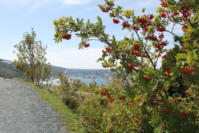 Looking From the Trail on the Battery to Signal Hill Walk Out Across St. John's Harbour