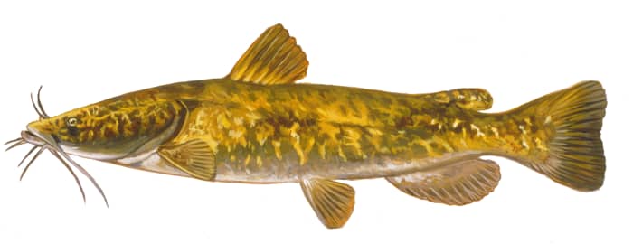 Flathead catfish