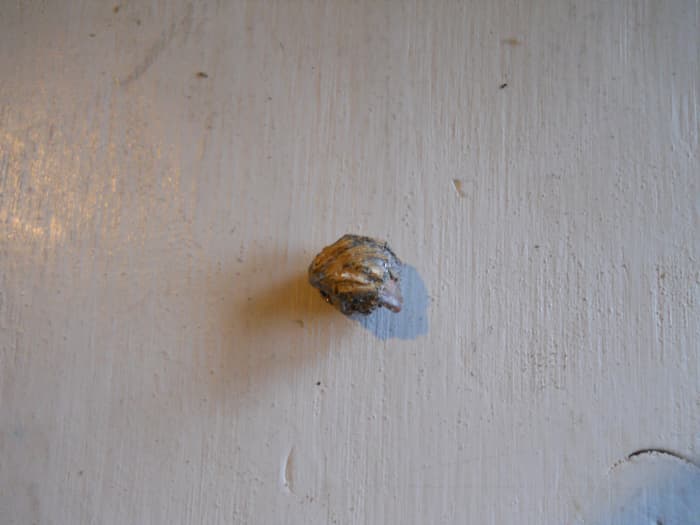 270 grain, .375 H&H Magnum budget bullet recovered from green wood. Almost unrecognizable.
