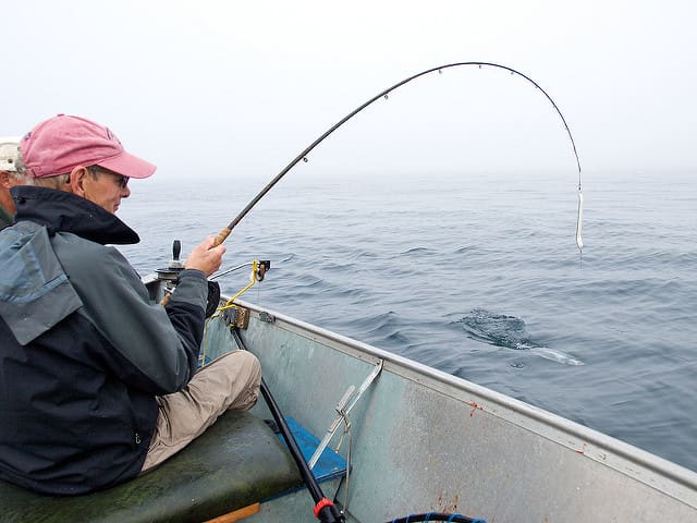 Bringing a salmon boatside. Judging by the lure color, leader length, and salmon size, I'm guessing it's a Pink Salmon.