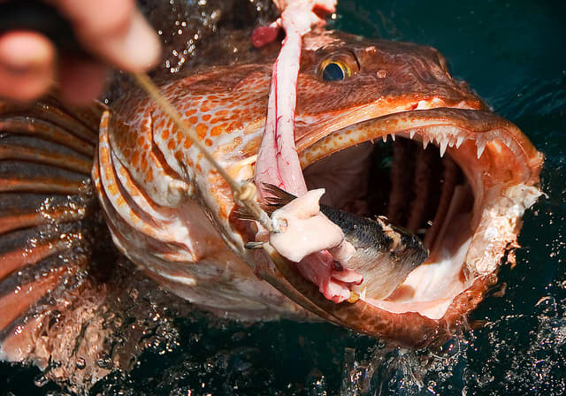 A toothy deep-water Lingcod