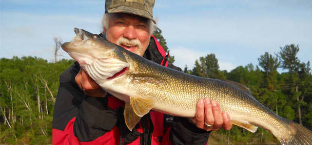 Walleye, like this lunker, can be incredibly picky biters. Taking the lure directly to the fish will give you the best chance for bites.