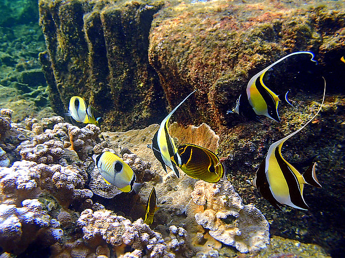 A trio of Moorish Idols joins other reef fishes searching for a good algae grazing spot.