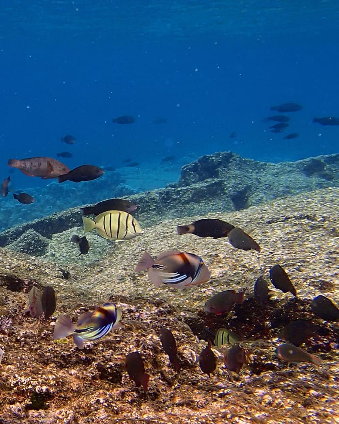 Lagoon Triggerfish is another strikingly handsome reef fish - with bold, colorful bands marking its body like an abstract painting!
