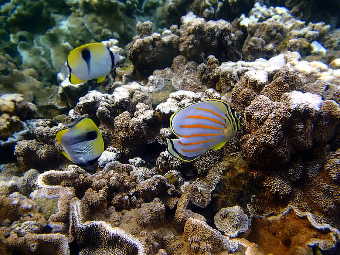 Ornate Butterflyfish (with bright orange diagonal lines) and Teardrop Butterflyfish (named for the upside-down teardrop marking on body) feeding on algae.