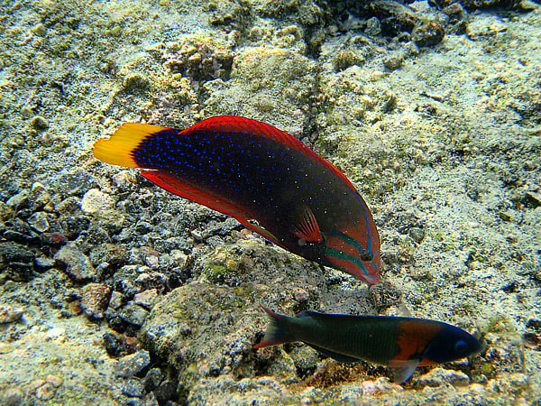 One of the most beautiful reef fishes, Yellowtail Coris Wrasse is like a swimming rainbow! The smaller fish underneath is a Saddle Wrasse which is endemic to Hawaii.