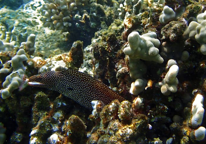 Whitemouth Moray Eel often pokes its head out of the coral and peers curiously at snorkelers!