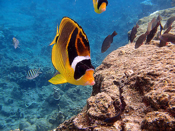 Racoon Butterflyfish is perhaps the friendliest reef fish in Hawaii - it sometime swims along and follows snorkelers around like a puppy!