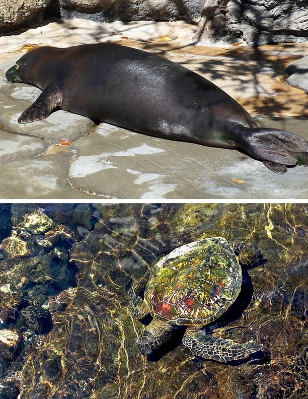 Top: Hawaiian monk seal at Waikiki Aquarium. Bottom: Green sea turtle, affectionately called "honu" by Hawaiian residents.