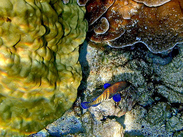 Peacock Grouper is an aggressive predator, it devours a wide variety of reef fish and spends most of its time in underwater caves.