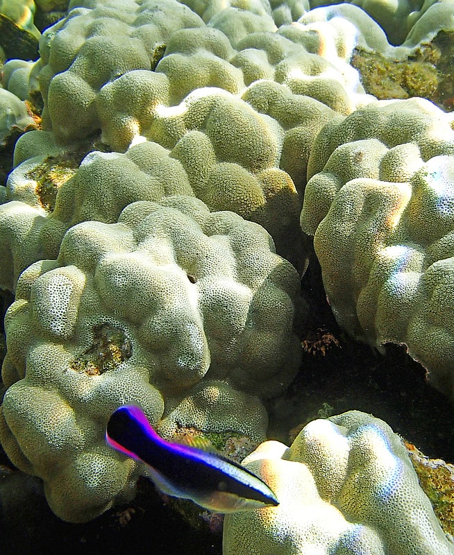 An other endemic species, this small Hawaiian Cleaner Wrasse makes its living by grooming/picking parasites off the bodies of larger fishes.