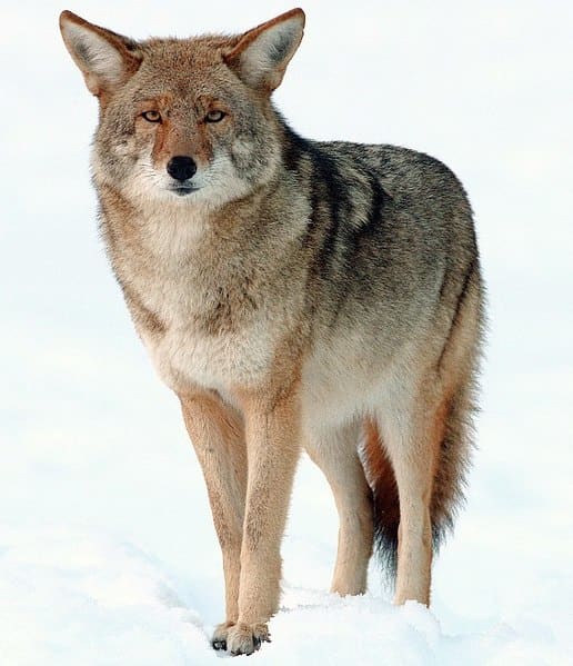 With the proper bullet, at reasonable ranges, the rimfires will give coyotes a dirt nap.
