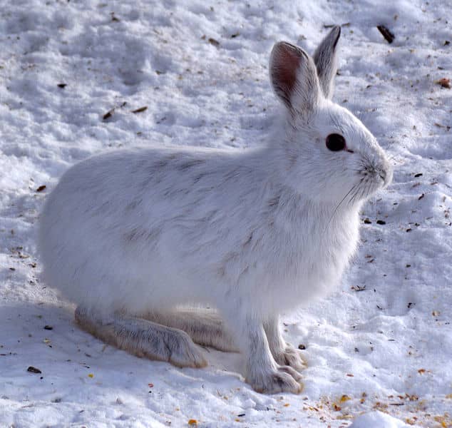 Rimfires are perfect for small game such as this snow shoe hare.