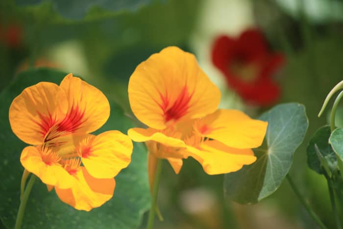 Nasturtiums come in many colors—pretty oranges, reds, and yellows are the most common colors for nasturtium flowers