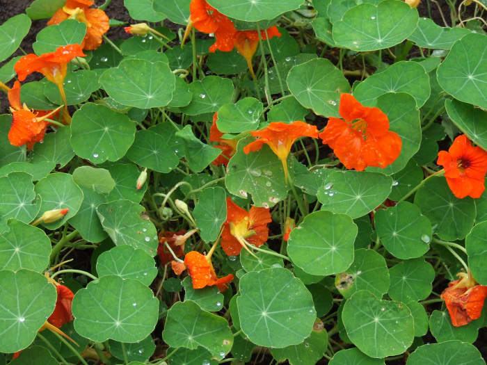 The Various Health Benefits and Uses of Nasturtiums - CalorieBee