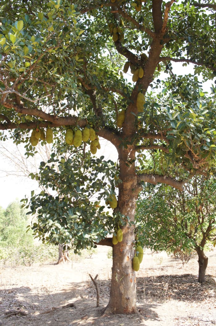 jackfruit tree