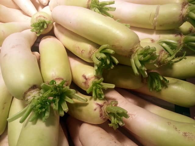 If the Chinese Radish came with the green attached, remove it as soon as possible as it draws nutrients from the root