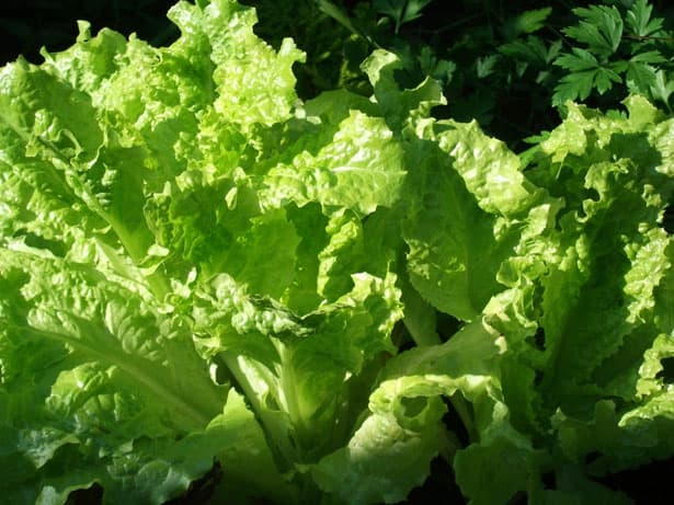 While a cheeseburger in moderation is okay in terms of weight loss, just remember; these green guys are your best friends when it comes to essential vitamins and nutrients. Fit those vegetables in when you can!