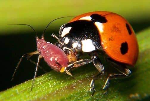 Ladybugs are the workhorses of the pest suppression species. They eat many times their weight in aphids and other plant-eating pests.