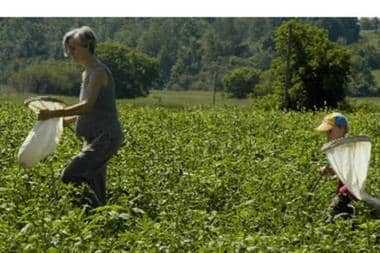 Volunteers: Jaya Walsh and her son Gaelen look for ladybugs as part of the Lost Ladybug Project near Ithica, N.Y.