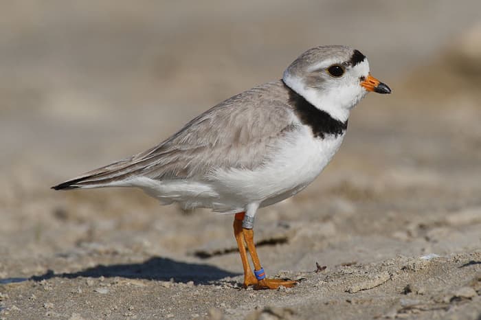 This cute, little bird (Piping Plover) is endangered in my area. What plants and animals are endangered where you live?
