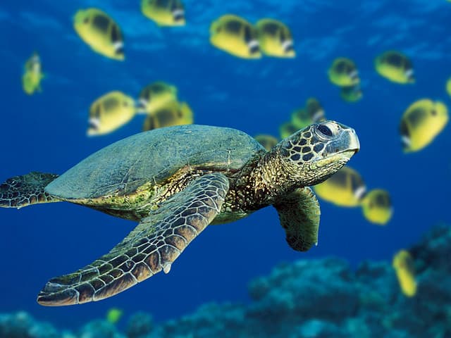Green sea turtles have been around for 100 million years, but in recent years have been threatened and made endangered by humans.
