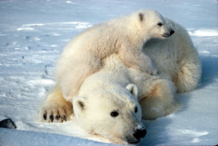 Polar bear populations are an important indicator of climate change.