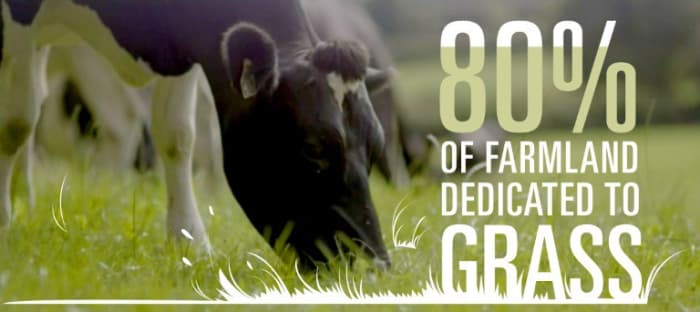 Ireland's weather produces healthy grasslands naturally, perfect for raising grass-fed animals like beef, dairy cows, and sheep.