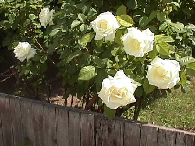 Shortly after we bought our home in the early 1980's I planted a Santa Rosa plum tree outside the kitchen window where my wife could see its blossoms every spring, and I started planting roses.